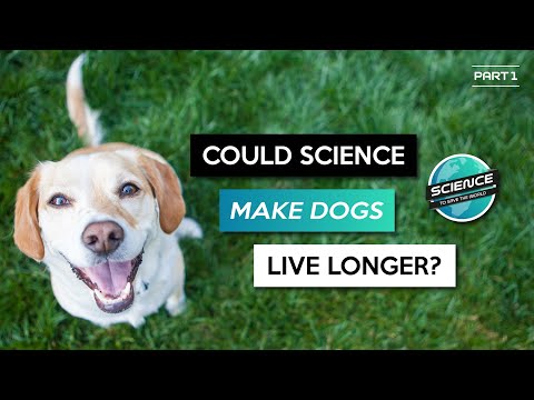 Could Science Make Dogs Live Longer?