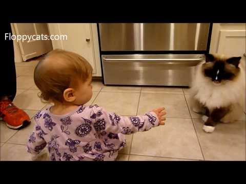 Ragdoll Cat and Baby: Ragdoll Cat Charlie Interacts with 1-year old Baby - ねこ - ラグドール - Floppycats