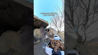 Download lagu This man uses toy cars to feed stray animals mp3