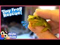 Is That A Frog In My Salad Dodo Kids Rescued