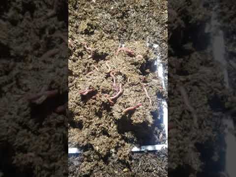 Harvesting baby worms from a hatching tray.