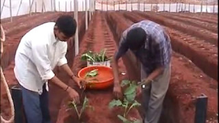 GREENHOUSE CULTIVATION IN INDIA