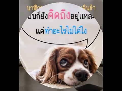 คำคมคิดถึง ห่วงใย Video