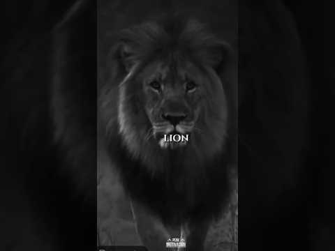 Unstoppable Lion Mindset 🦁 | Powerful Motivational Speech