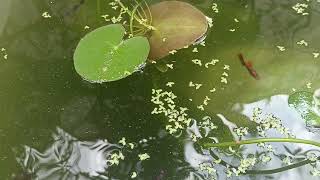 Sắp giao mùa
