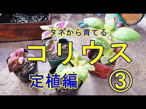 園芸 コリウス、コリオール