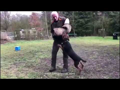 Heideterrier / Boris von der Lönsmeute / IPO / IGP / Schutzdienst / Schutzhund / Hundesport VPG Jagd