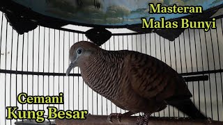 Download lagu perkutut cemani gacor suara besar ngalun cocok buat pancingan, masteran mp3 Download lagu perkutut cemani gacor suara besar ngalun cocok buat pancingan, masteran mp3