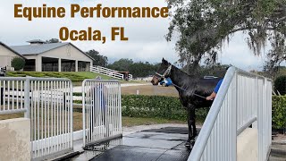 Ocala Florida: EPIC Ocala Full Tour & Equine Rehabilitation Demo #Ocala #Horses #EquineRehab