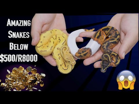 The Best AFFORDABLE Ball Python for YOU!!
