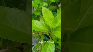 Download lagu daun obat mp3