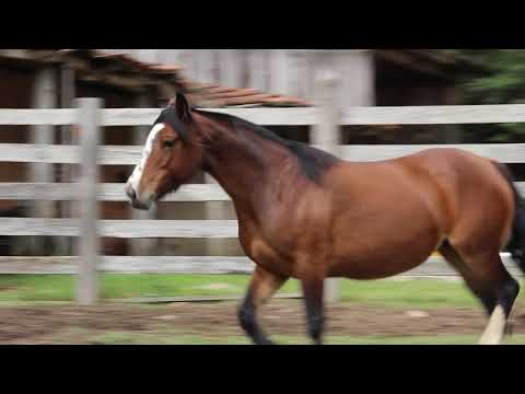 Lote 01   Obra Prima da Bela Aliança