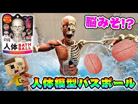 ぐちお、人体模型なりました。脳みそ型のバスボム！？【人体バスボール ミニ図鑑】