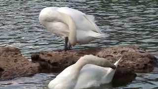 preview picture of video 'Лебеди в Одесском парке Победы. Swans are in the Odesa park Victories 2013.'