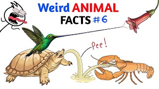 Weird Animal Facts You Never Knew - Part 6