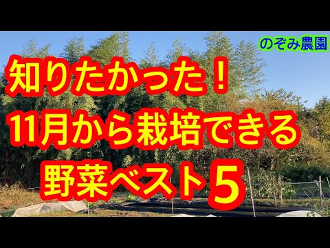  10月に種をまくべき野菜は何ですか?家庭菜園で簡単にできる種まき 5 つ  庭園
