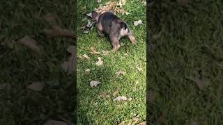 Video preview image #3 French Bulldog Puppy For Sale in AM FALLS, ID, USA