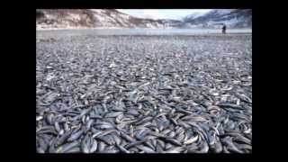 Watch this and you will know we're in END TIMES!