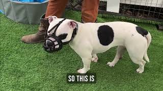 Video 3 trigger image