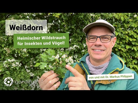 Hawthorn - A native wild shrub for insects and birds! With tips on soil, location, and pruning!