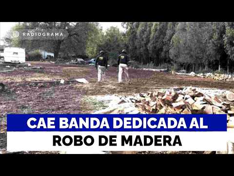 Cae banda dedicada al robo de madera en Ñuble: 17 detenidos y $3 mil millones en bienes incautados