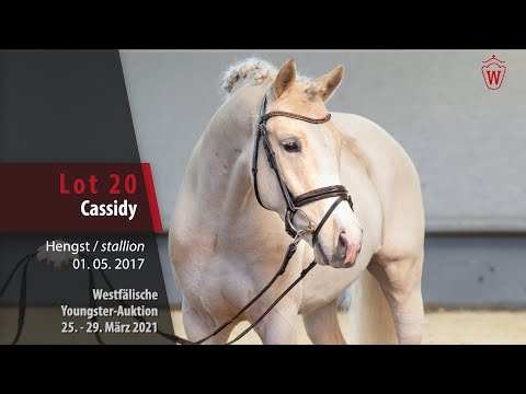 Westf. Youngster-Auktion  Lot 20 Cassidy Hengst v. Cosmopolitan D - Casino Royale K WE