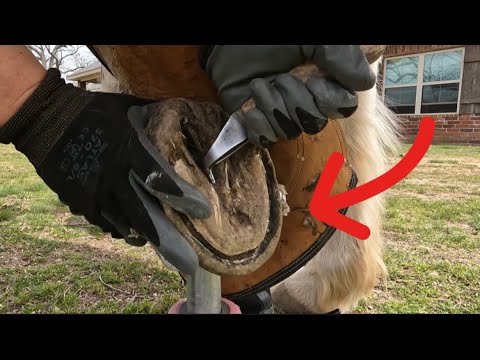 Hoof Restoration on a Horse that has had Laminitis #horse #asmr #farrier #oddlysatisfying