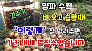 양파수확후 비오고습할때 이렇게 건조기에 말려주면 양파1년동안 드실 수 있습니다 농산물건조기 고추건조기 양파꼭…