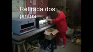 Tranferência dos pintos da chocadeira para o viveiro