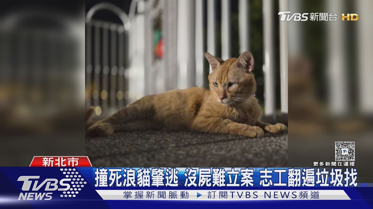 影片／橘貓椪柑遭撞死駕駛逃！志工翻遍垃圾堆找遺體「要他負責」