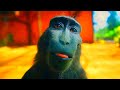 Rizz Monkey The Original Video