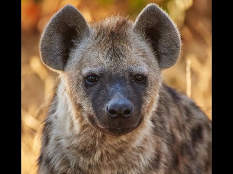 Minecraft HARDCORE DIAMOND SPEEDRUN (ATTEMPT 3)