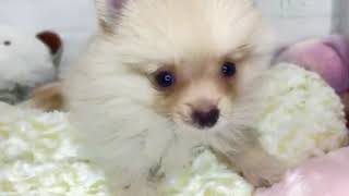 ポメラニアンの動画01
