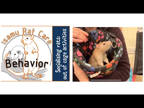 Socialising rats: out of cage activities