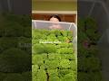 Growing Cushion Moss Update!! #cushionmoss #moss #mossgarden #mossart #terrarium
