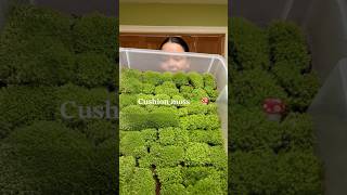 Growing Cushion Moss Update!! #cushionmoss #moss #mossgarden #mossart #terrarium