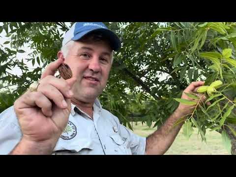 Are Green Pecans Edible?