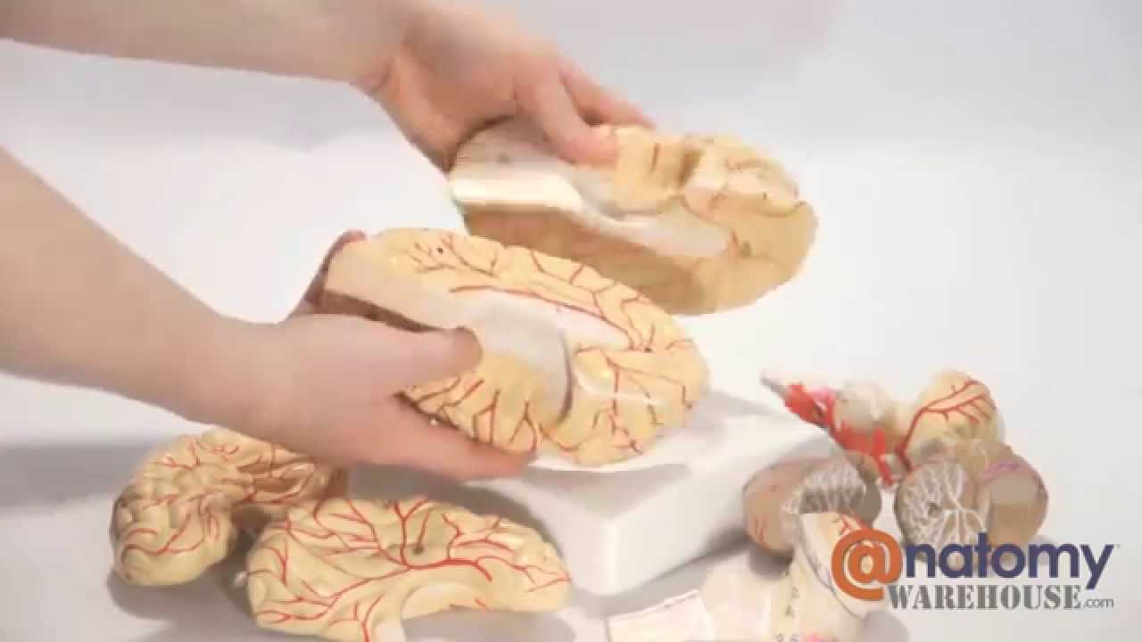 Axis Scientific 8-Part Deluxe Human Brain with Arteries by AnatomyWarehouse.com