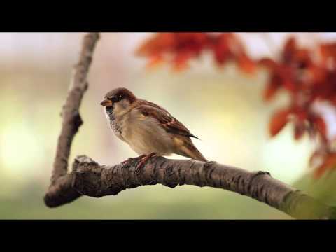 download lagu mp3 mp4 Small Bird Sounds, download lagu Small Bird Sounds gratis, unduh video klip Small Bird Sounds