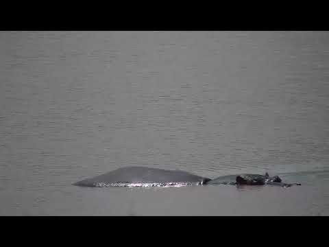 Djuma: Hippo resting in water-then Oxpeckers join him too - 10:22 - 11/04/2023