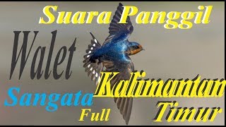 Download lagu Suara panggil walet kalimantan timur sangata mp3