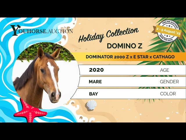 Domino Z under the saddle