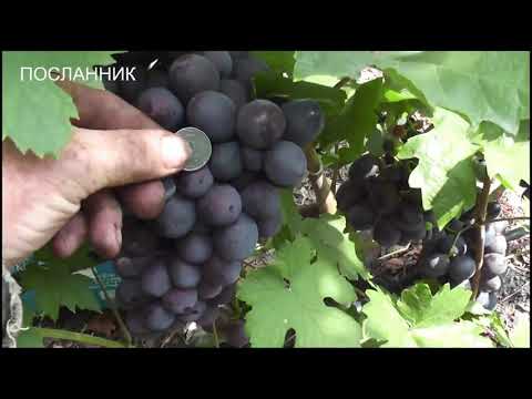 август 2021 года,Виктор,Дубовский розовый,Дунав, Барин,Посланник,Лорано,Родничек,кишмиш Элица,