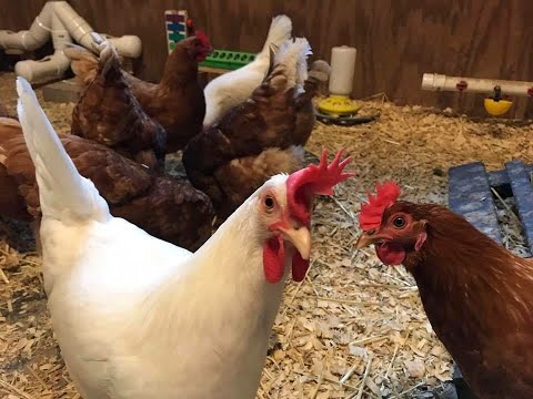 , title : 'Leghorn Chickens: Everything You Need to Know About the Breed! 🐓🥰'