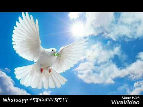 Adoración "Nada soy sin ti" Espíritu Santo. Pastor Evangelista Freddys Pérez...!!!