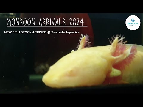 NEW MONSOON ARRIVALS @swaradaaquatics