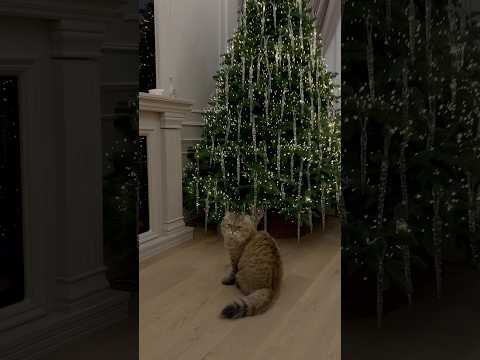 Yeni evimə şam ağacı aldım❤️ #food #sushilife #fooddestinations #pizza #kitchenclub #maki #sushiholi