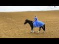 Mustang And Cinderella Perform Bridle Less Mustang Maddy At 2017 Mustang Magic Freestyle