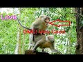 AMAZING Super Mating Monkey They Are Good Felling For Give Love To Honey
