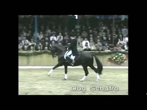 Schockemöhle Hengstkollektion 2013 Don Schufro